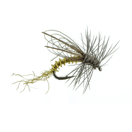 CDC Winged Emerger BWO