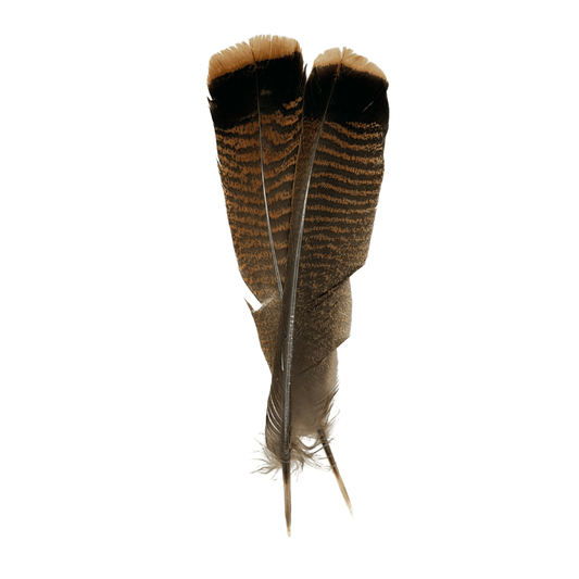 Ozark Turkey Tail Cinnamon Tip.