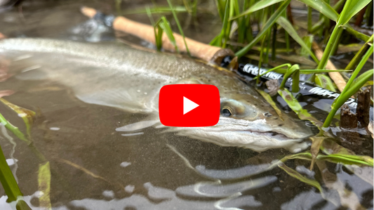 Your Southern Ontario Trout/Steelhead Opener Forecast!