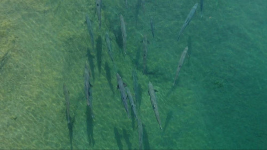 Yes, Atlantic Salmon Fishing is for You!
