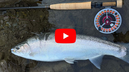 Southern Ontario Steelhead Fishing Forecast - November 5th