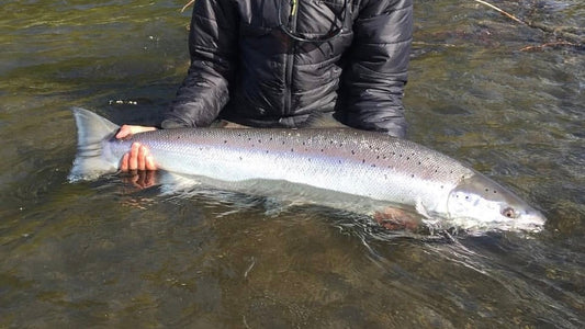 Atlantic Salmon on a Budget - These Legendary Fish Are More Accessible Than You Think!