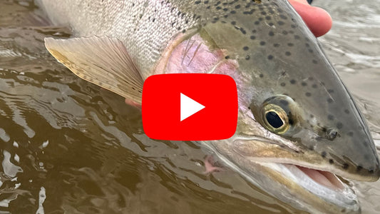 Spring Steelhead Ontario Fishing Forecast - April 8th