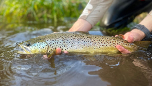 Carp, Pike, Trout & Steelhead - Southern Ontario Fishing Forecast - May 20th!
