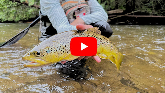 Southern Ontario Fishing Forecast for June 11th!