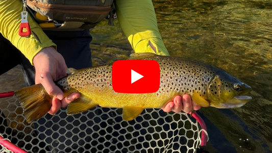 Southern Ontario Fishing Forecast: Bass Opener, Prime Trout Conditions, and More