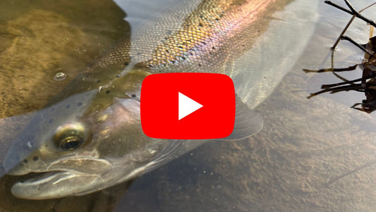 Southern Ontario Steelhead Fishing Forecast - March 18th!