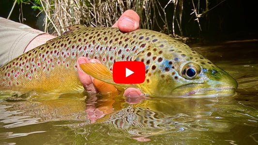 Enjoy Trout Fishing While You Can - Southern Ontario Fishing Forecast Sept 23rd!