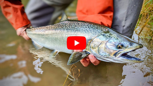This is Going to Bring A Lot More Salmon & Steelhead - Southern Ontario Fishing Forecast Sept 16th