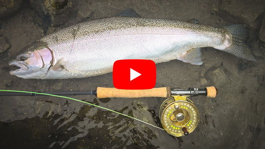 Southern Ontario Steelhead Fishing Forecast October 22nd