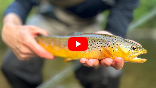 Southern Ontario Fishing Forecast: August 19 — Trout, Bass & Early Salmon