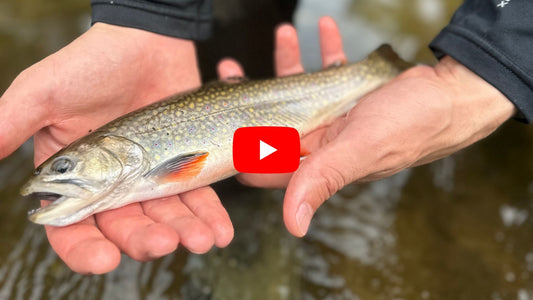 Fishing Forecast Sept 2nd - Trout and Salmon Fishing is ON!