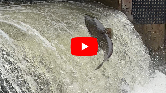 Southern Ontario Fly Fishing Forecast - September 24th