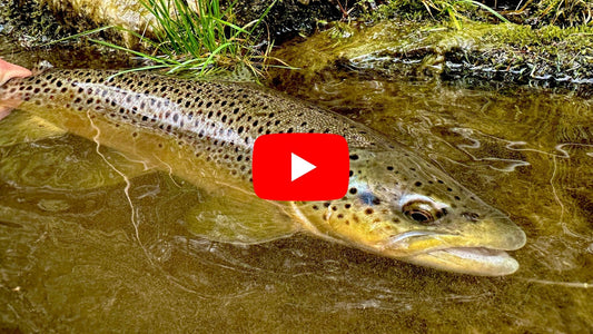 Southern Ontario Fishing Forecast for May 21st!