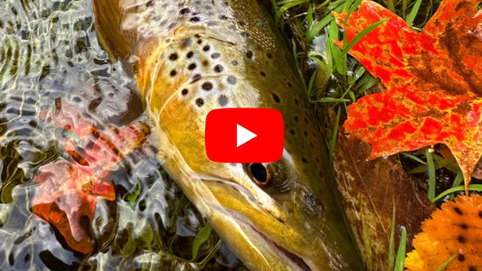 Southern Ontario Fly Fishing Forecast for September 3rd