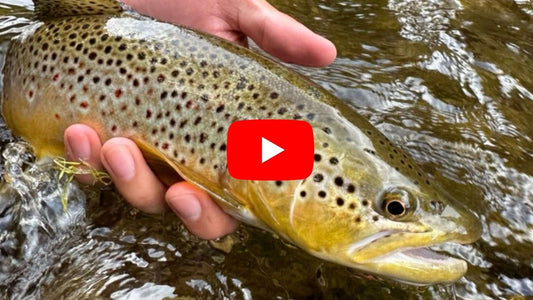 Southern Ontario Fly Fishing Forecast for September 10th