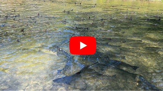 Southern Ontario Fly Fishing Forecast - September 17th