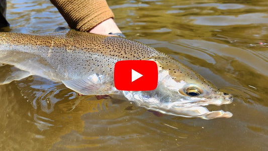 Southern Ontario Fly Fishing Forecast - October 1st