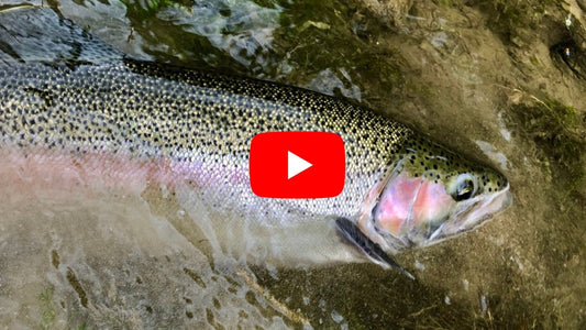 Southern Ontario Fly Fishing Forecast - October 8th