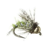 Anderson's Bird of Prey olive