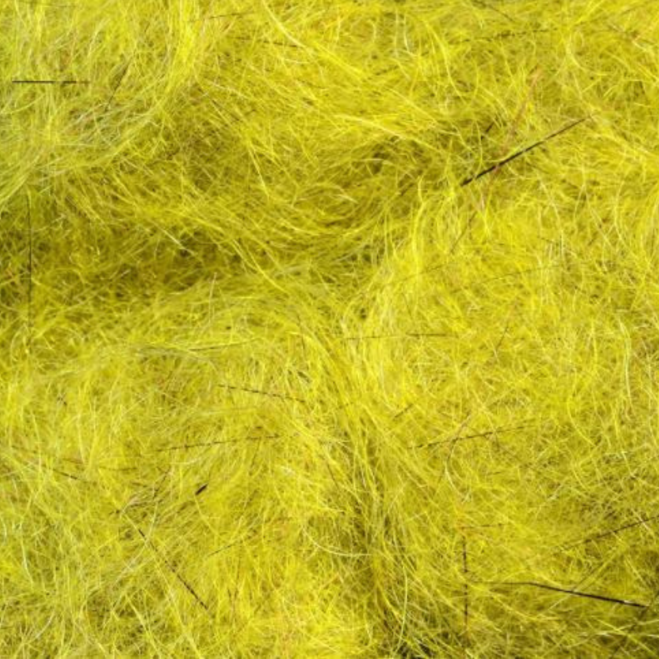 Arizona Simi Seal golden peacock