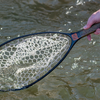 Fishpond Nomad Native Net 2.0