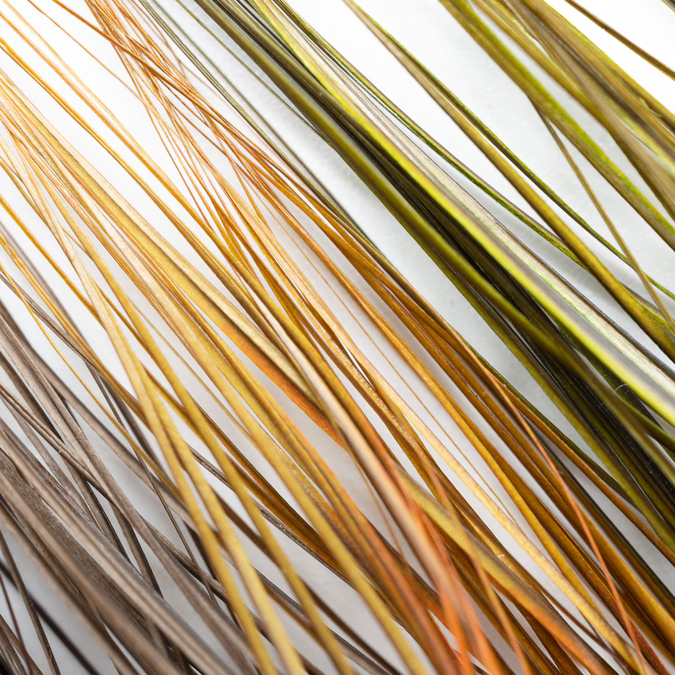 Fulling Mill Stripped Quills