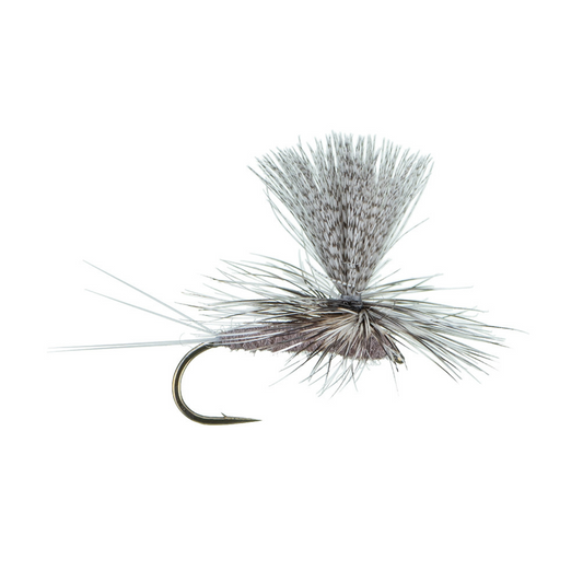 Parachute Callibaetis