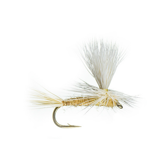 Parachute Light Cahill