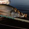 Redington Butter Stick Salt LE Fly rod