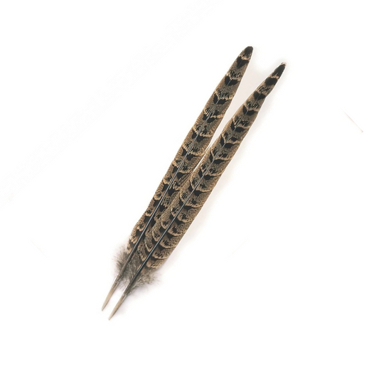 Ringneck Pheasant Centre Tail Pair