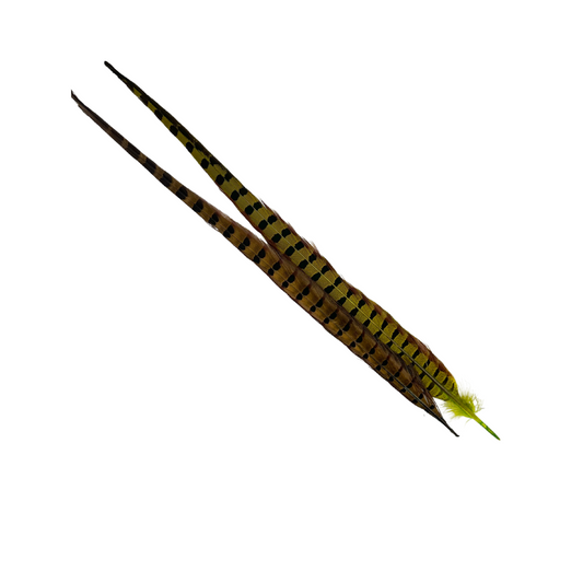 Ringneck Pheasant Tail Feather Pair