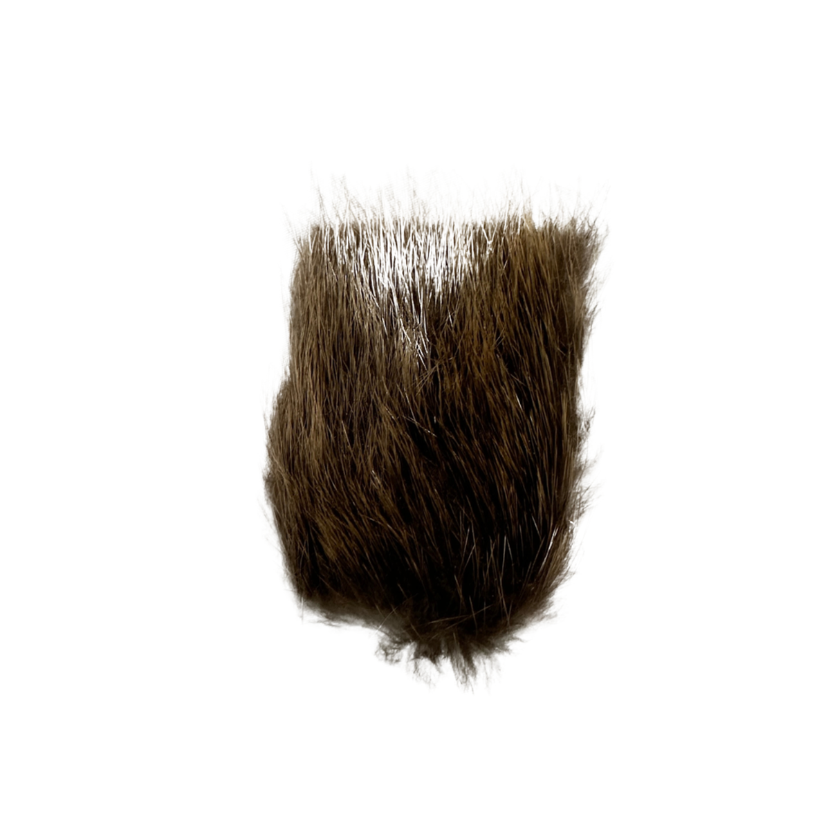 Shor - Beaver