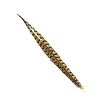 Shor Ringneck Pheasant Tail - 1 Feather