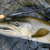 Thomas & Thomas Contact III+ Euro Nymph Rod
