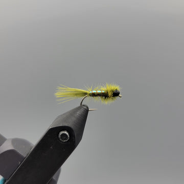 Rowley's Pearly Damsel