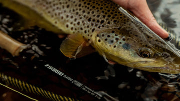 Brown trout held by a person with a close-up view, featuring a SAGE fishing rod in the background.