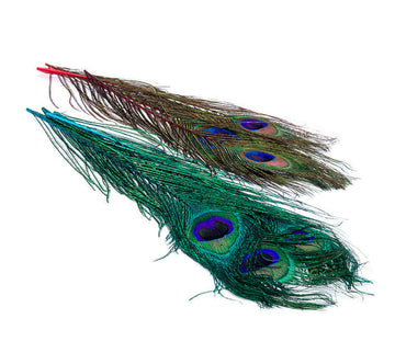 OFISHL Peacock Eyes
