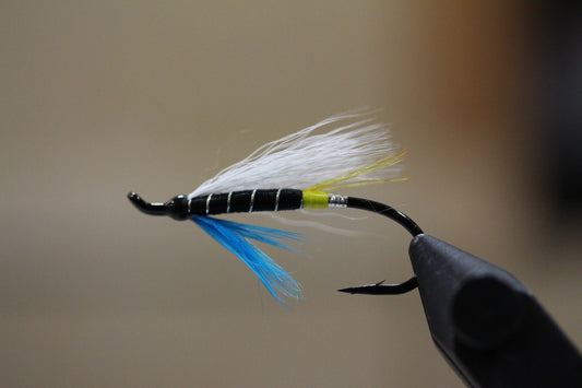 Blue Charm (White Wing) - Canadian Tied