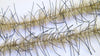 Just Add H20 Lively Leg Crustacean Brush 1/2"