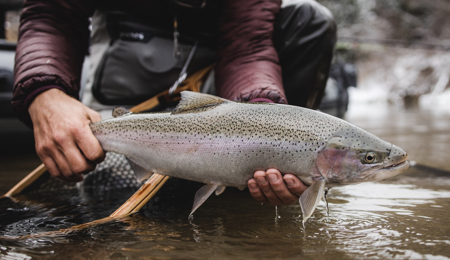 learn to steelhead hub